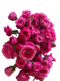 Red Spray Roses 40 cm R997014