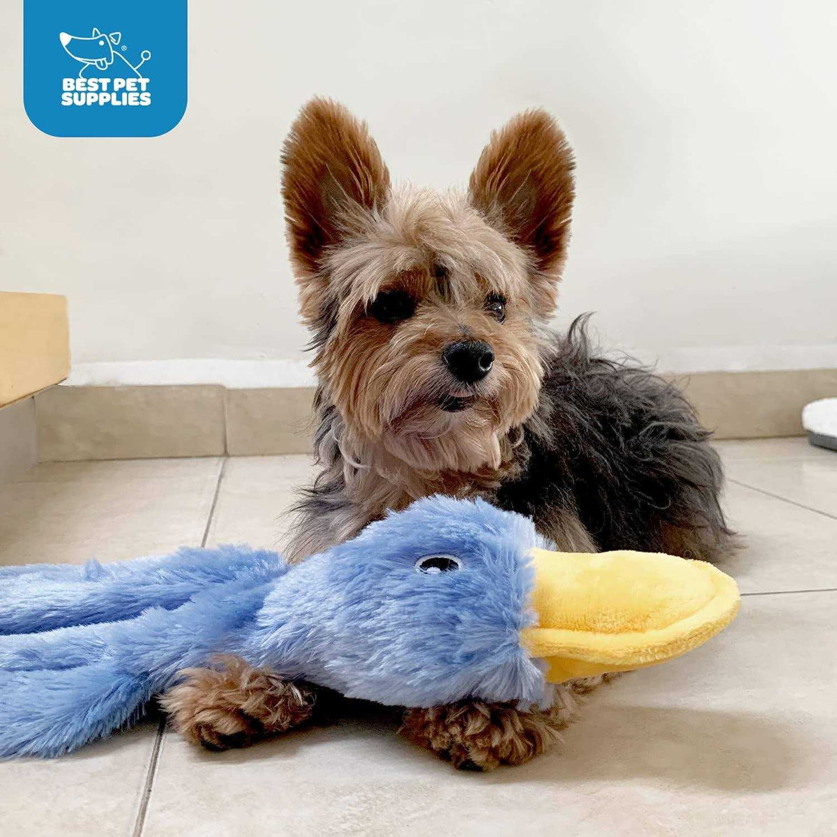 Crinkle Dog Toy with Soft Squeaker N86596