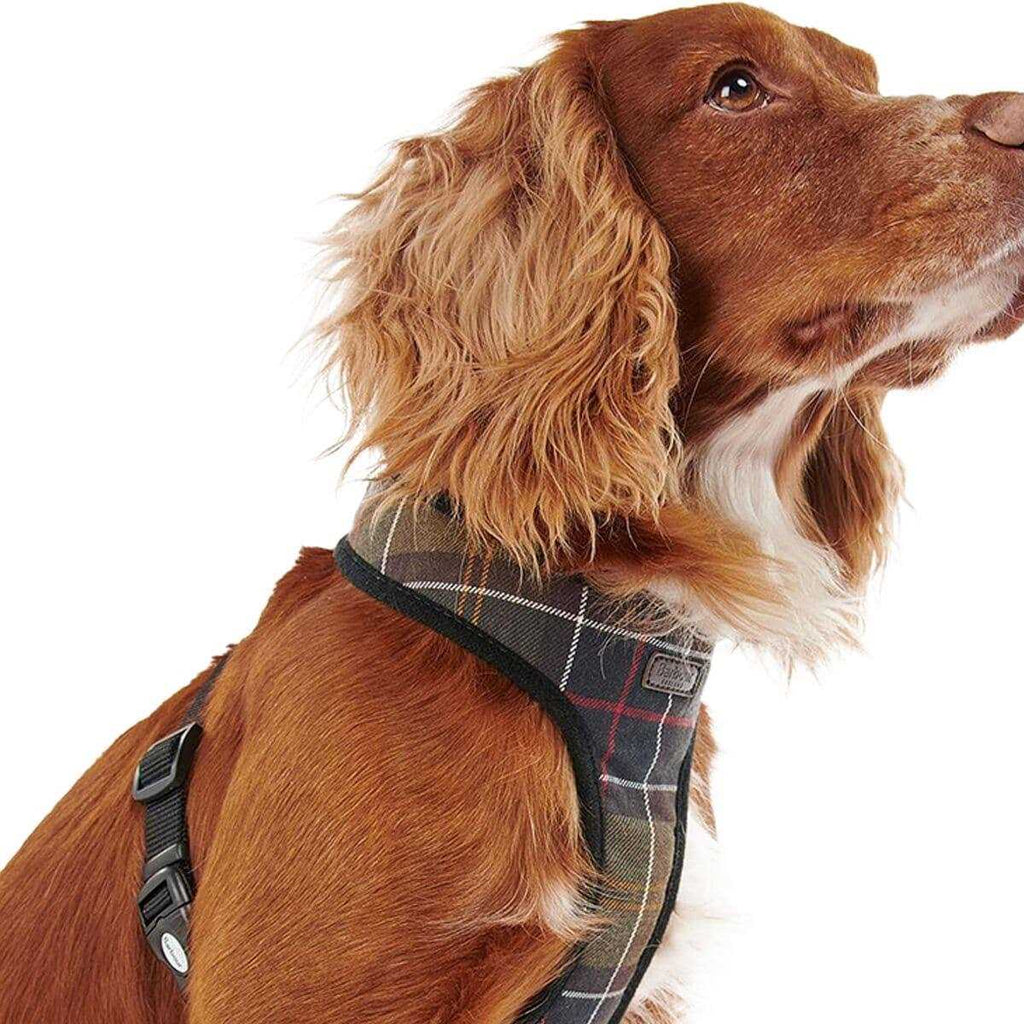 Tartan Dog Harness F364180