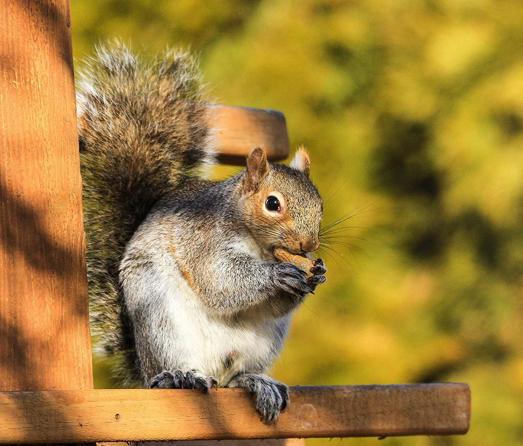 Extra Large Peanuts 50 LBS K385855