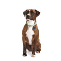 Macrame Dog Collar I429617