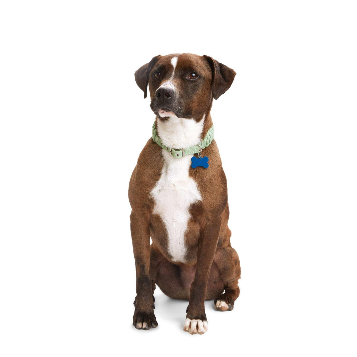 Macrame Dog Collar I429617