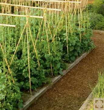 6' Natural Bamboo Garden Stakes (25 Pieces) S100227