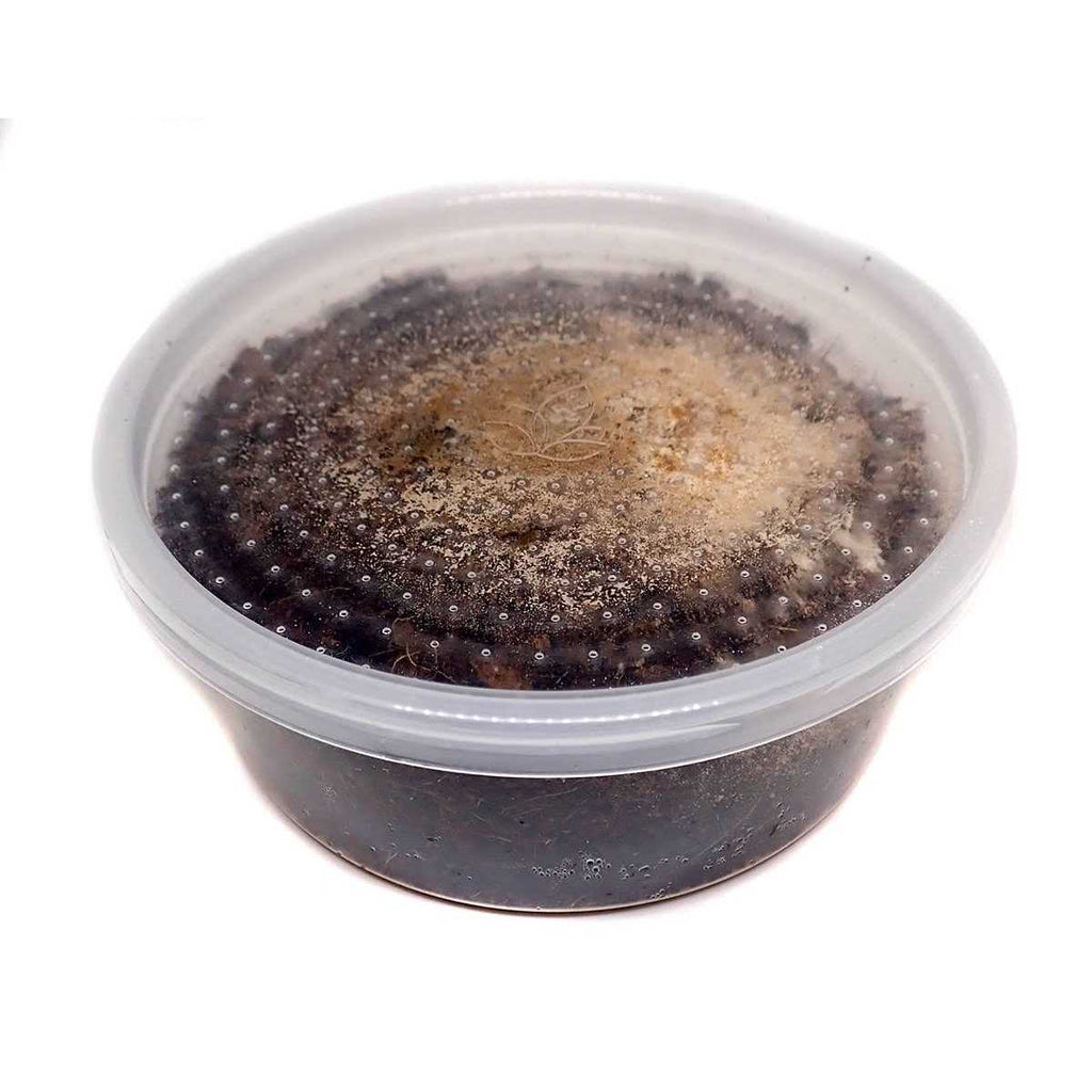 Temperate Springtail 8 oz Culture E863662