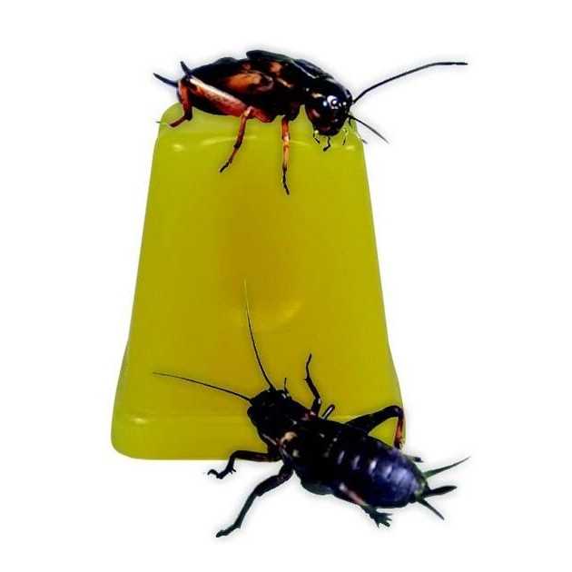 Fruit Jelly Pots Insect Food D222