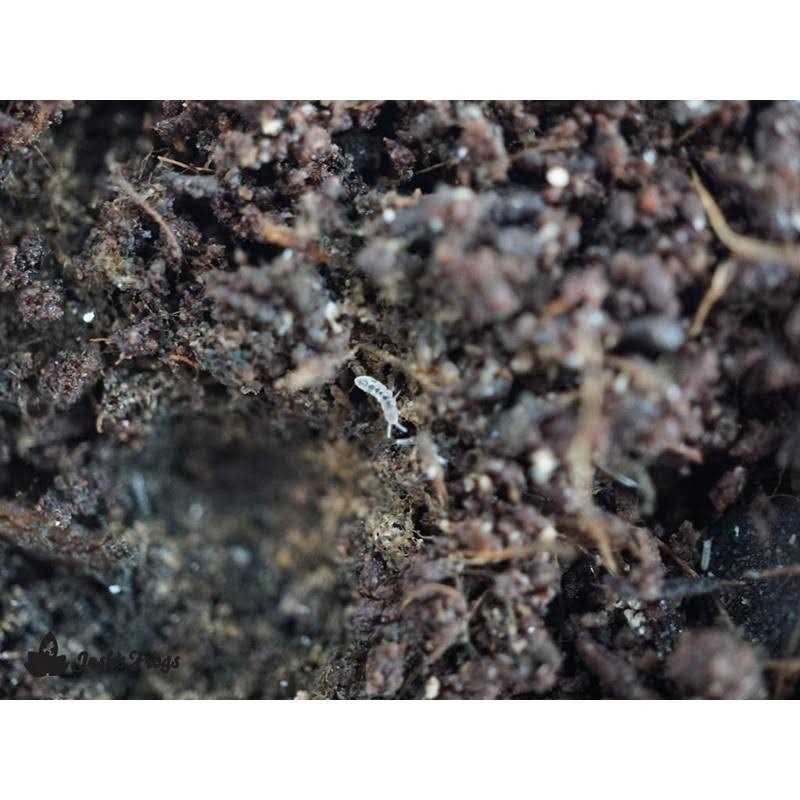 Temperate Springtail 8 oz Culture E863662