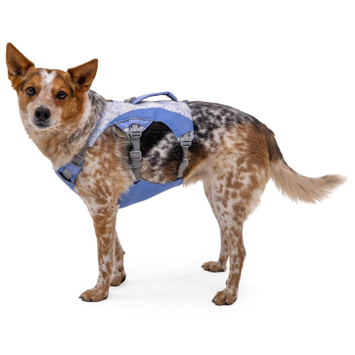 Dog Harness Z404197