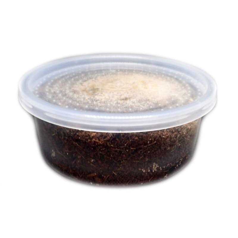 Temperate Springtail 8 oz Culture E863662