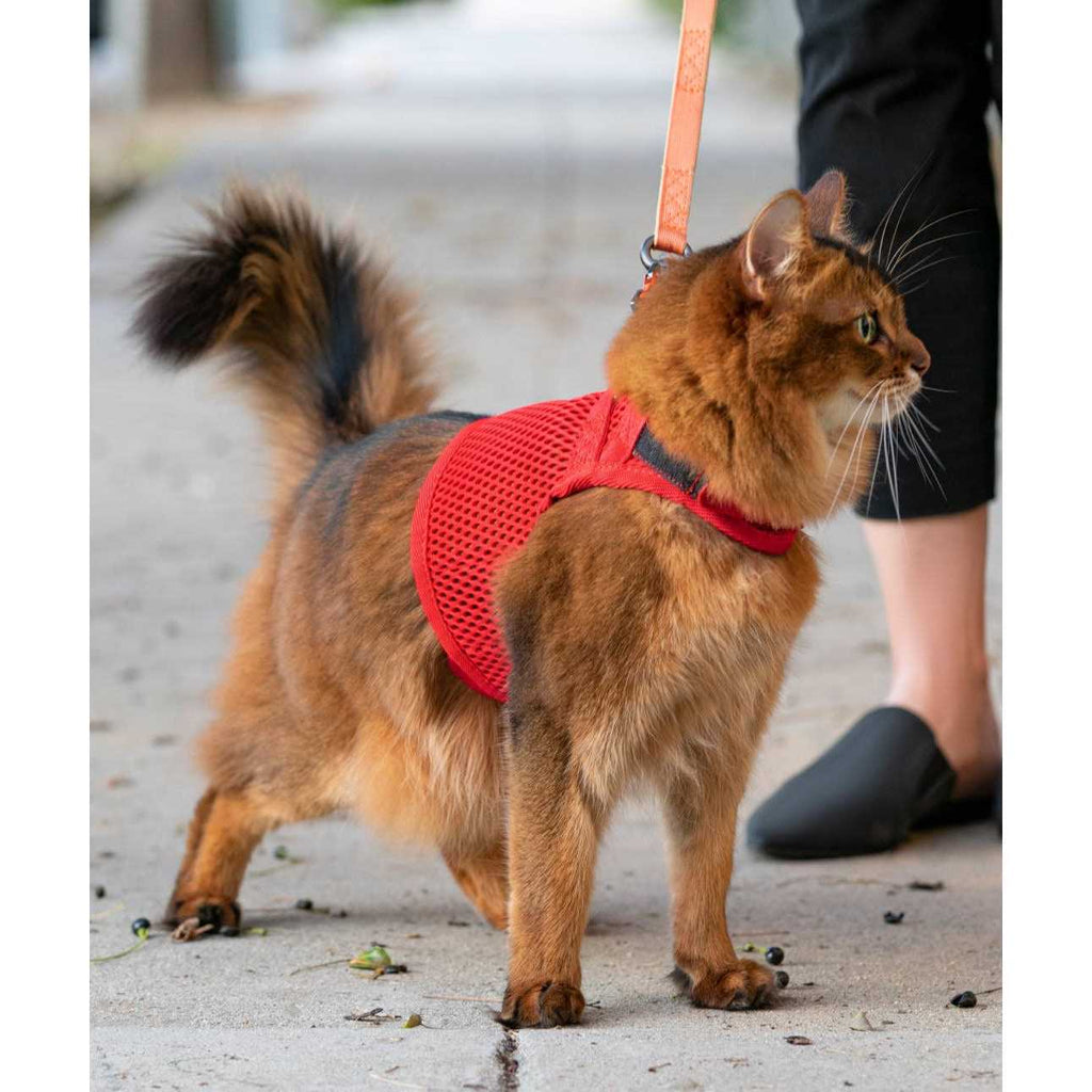 Cat Harness G233