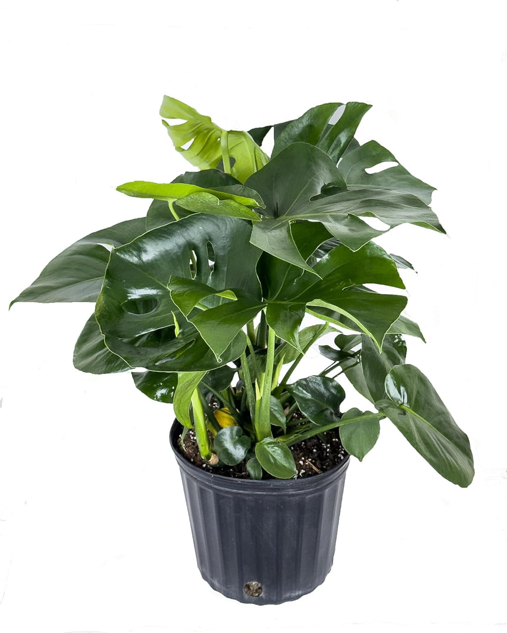 Large Swiss Cheese Plant in Grower Pot, 2-3 Feet Tall L99736