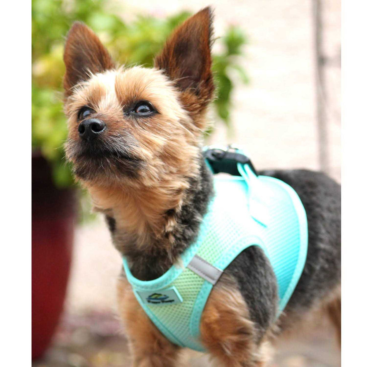 Choke Free Dog Harness P4214