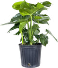 Large Swiss Cheese Plant in Grower Pot, 2-3 Feet Tall L99736