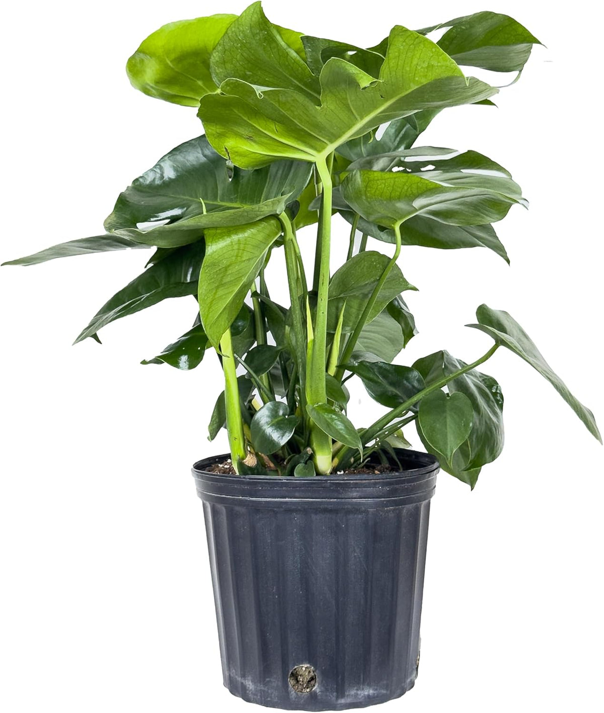 Large Swiss Cheese Plant in Grower Pot, 2-3 Feet Tall L99736