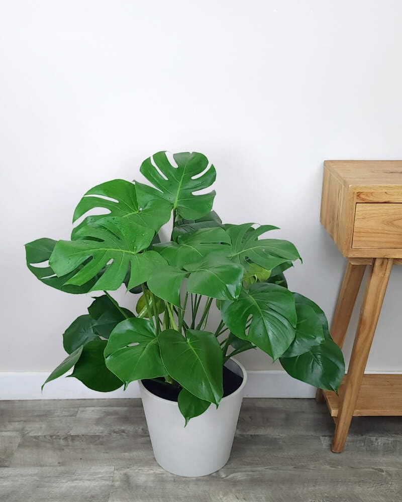 Large Swiss Cheese Plant in Grower Pot, 2-3 Feet Tall L99736