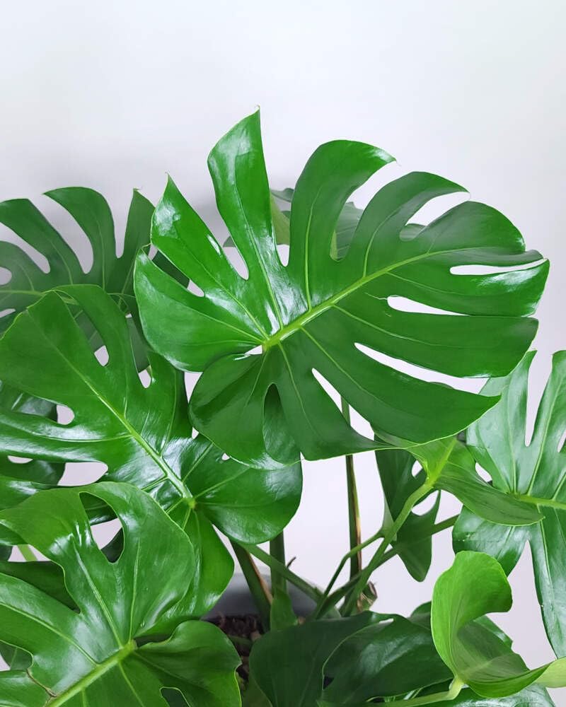 Large Swiss Cheese Plant in Grower Pot, 2-3 Feet Tall L99736