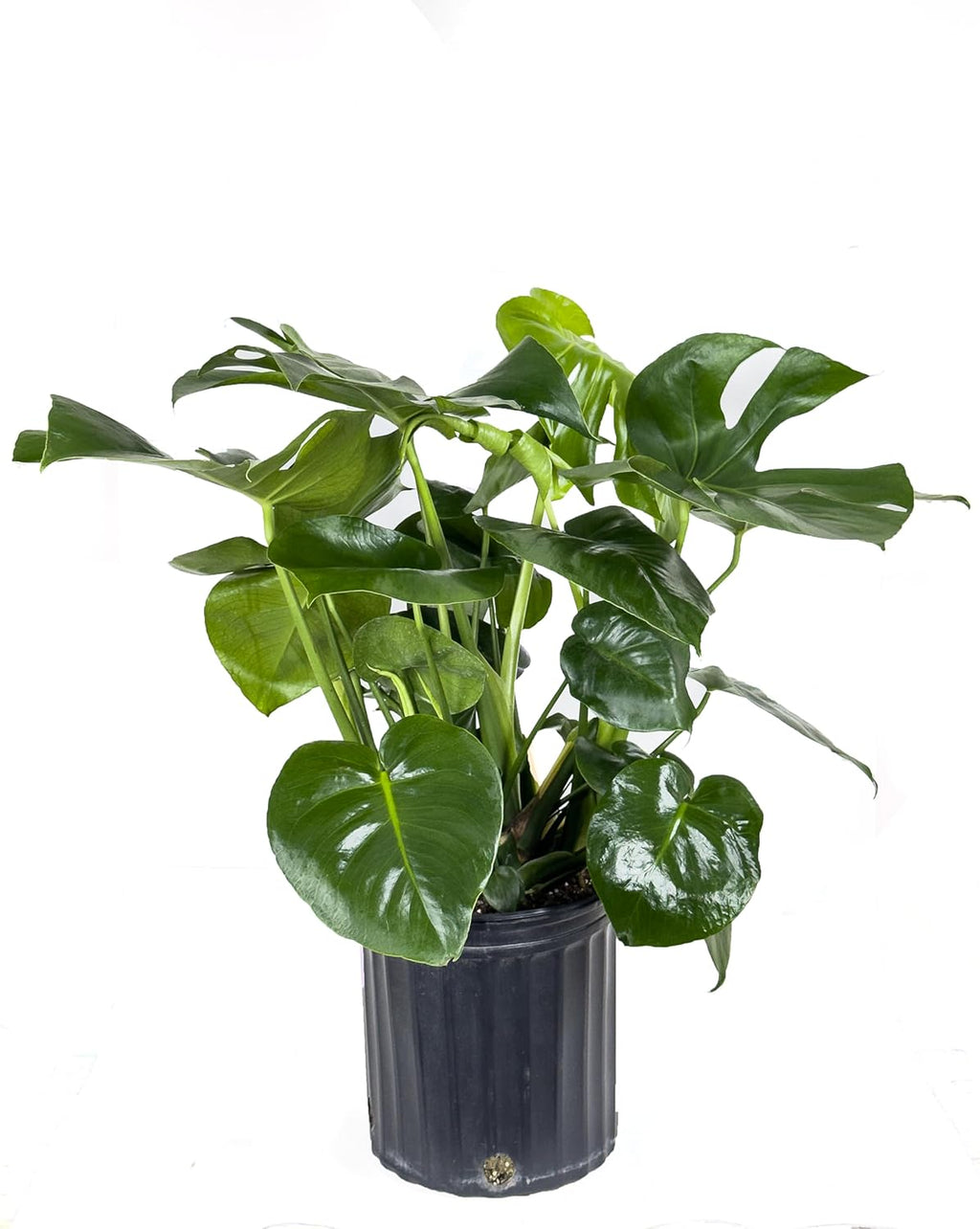 Large Swiss Cheese Plant in Grower Pot, 2-3 Feet Tall L99736
