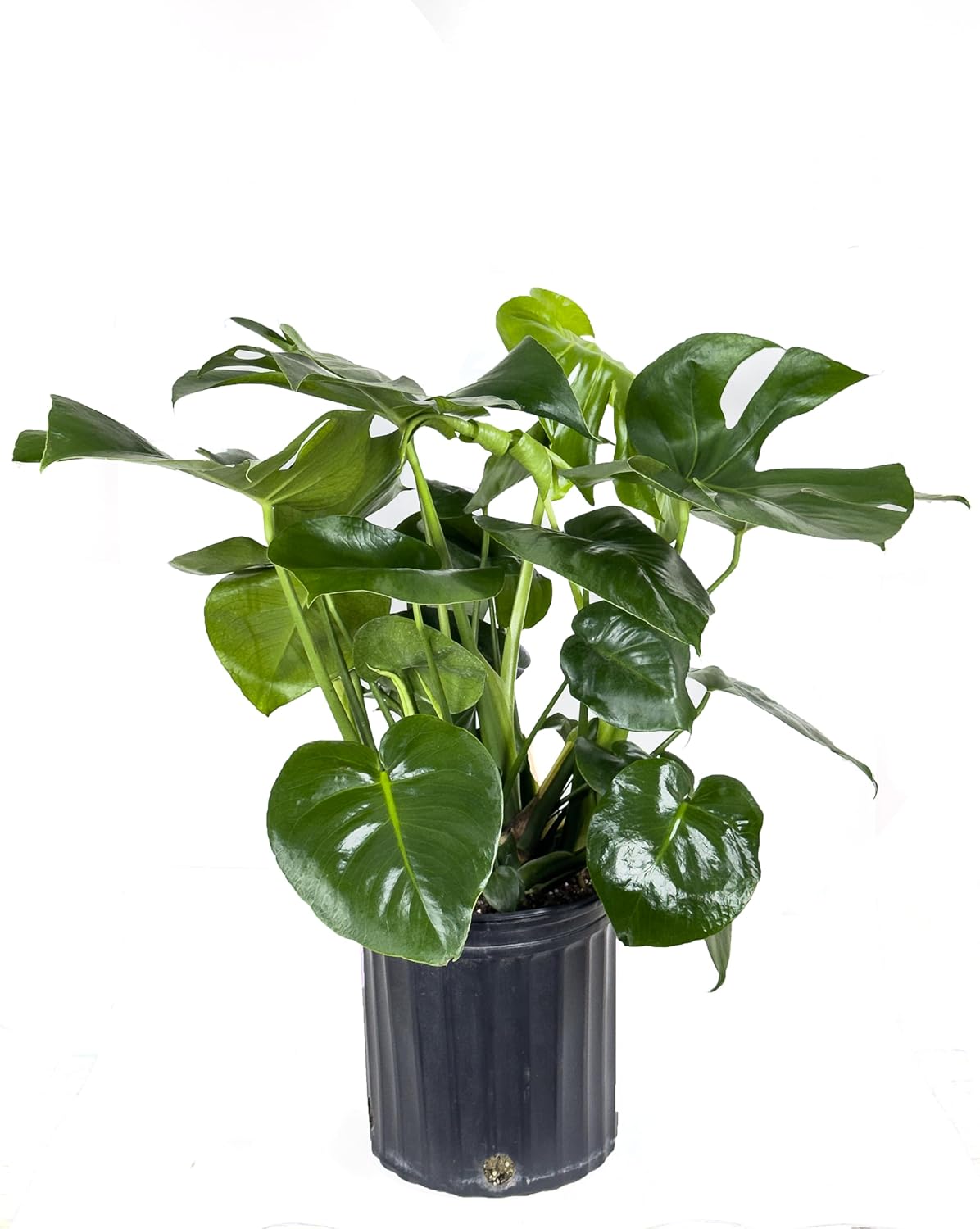 Large Swiss Cheese Plant in Grower Pot, 2-3 Feet Tall L99736