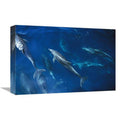 Bottlenose Dolphin Pod Art Print V683277