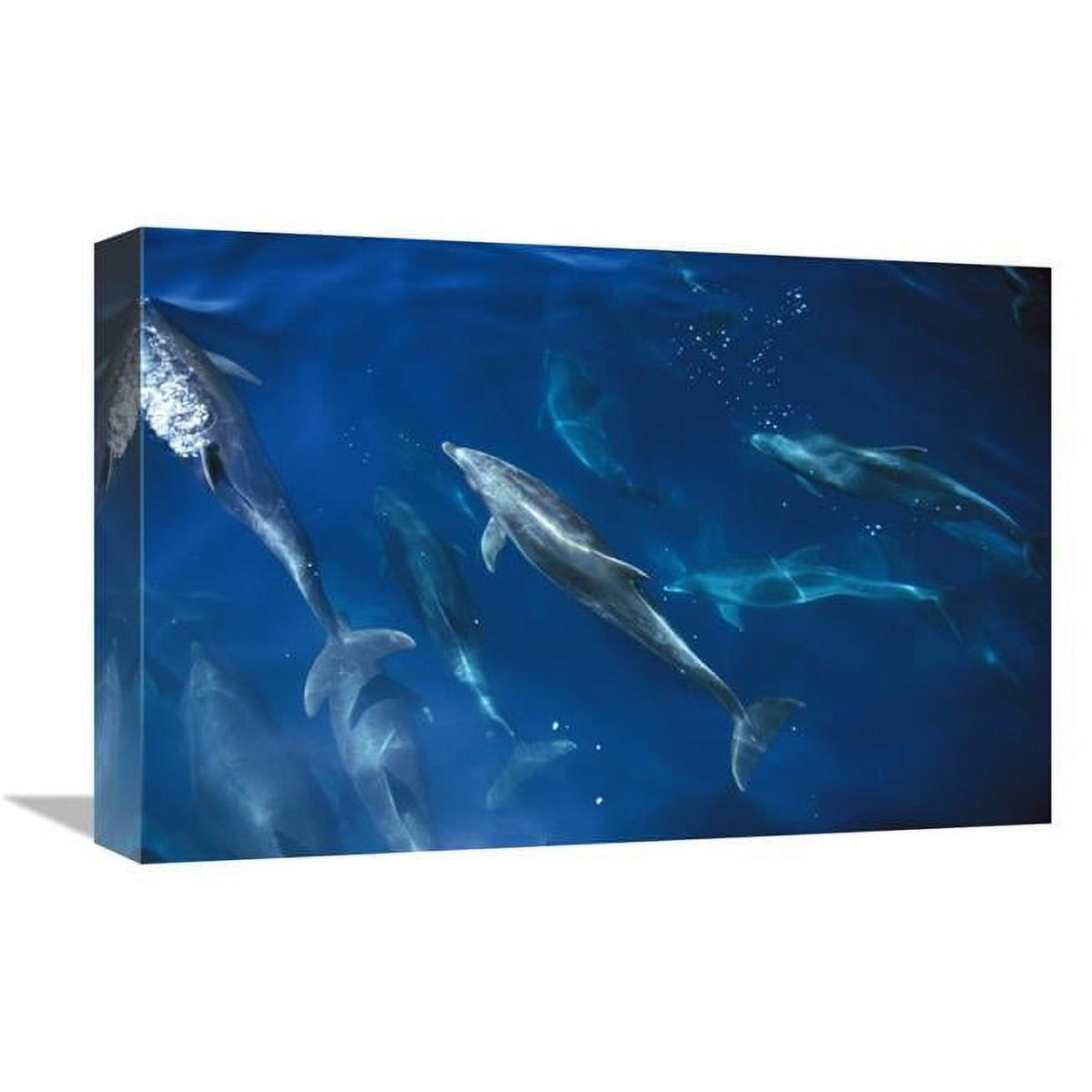 Bottlenose Dolphin Pod Art Print V683277