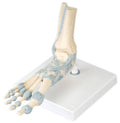 Foot Skeleton with Ligaments U24478