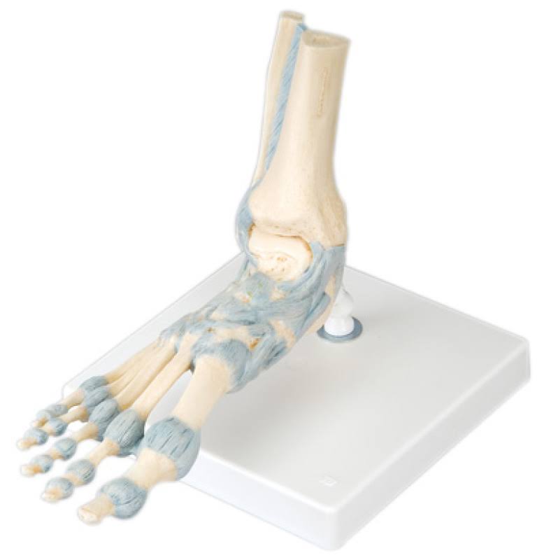 Foot Skeleton with Ligaments U24478