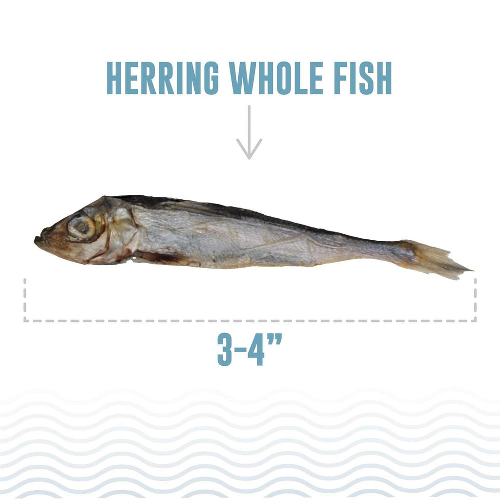 Dog Herring Fish Whole R411