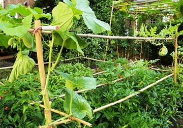 6' Natural Bamboo Garden Stakes (25 Pieces) S100227