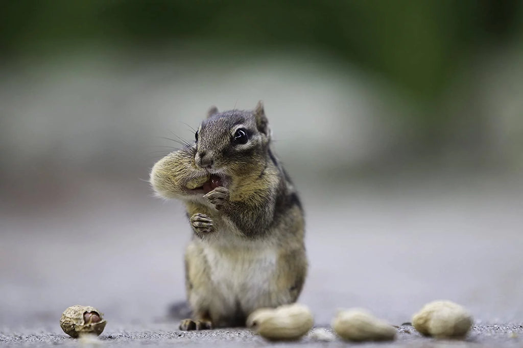 Extra Large Peanuts 50 LBS K385855